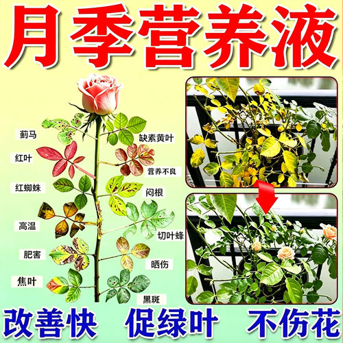 月季黑斑病专用蔷薇玫瑰黑杆不开花黄叶白粉营养液病虫害常用菌剂