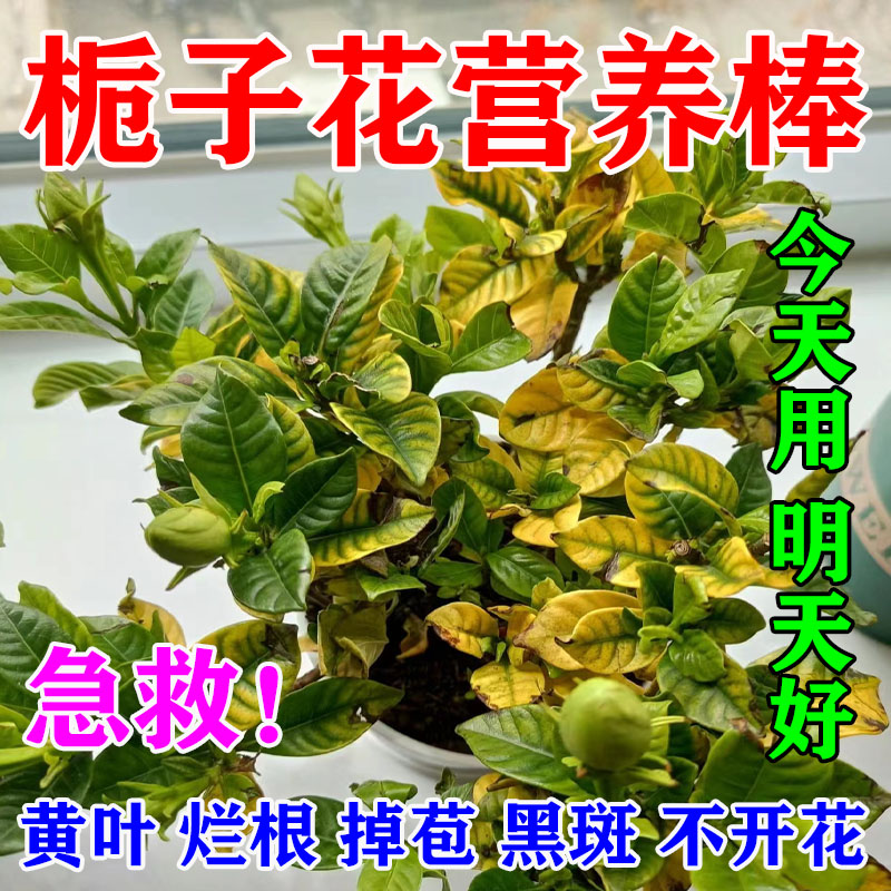 栀子花植物营养棒通用型缓释肥料预防治黄叶烂根掉苞不开花营养液