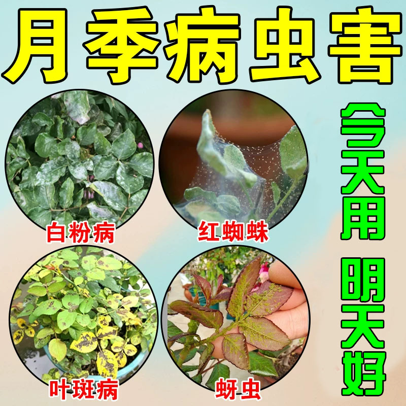 月季花病虫害常用药白粉病黑斑病杀菌剂专用药防蚜虫红蜘蛛杀虫药