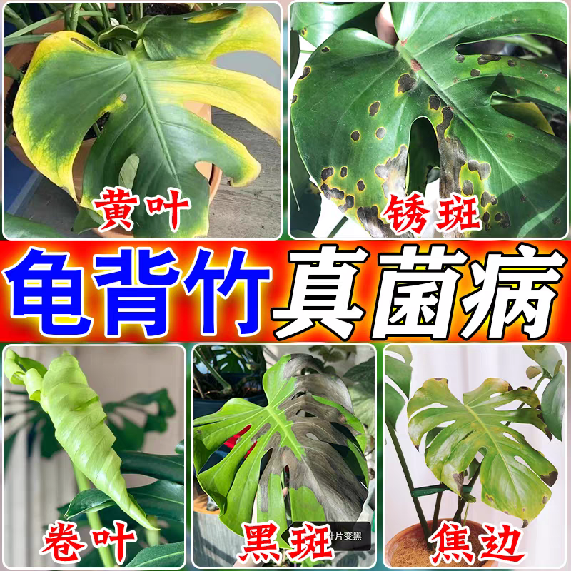 龟背竹专用营养液黑斑铁锈真菌病黄叶焦边炭疽病天南星科水培肥料,鲜花速递/花卉仿真/绿植园艺,家庭园艺肥料,淘宝优惠券,粉丝福利购,淘宝优惠卷