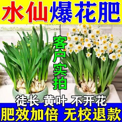 水仙花专用肥水培土培水养开花