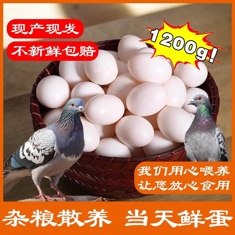 精选鸽子蛋新鲜60枚1200克以上散养白鸽蛋孕妈宝宝辅食全国包邮