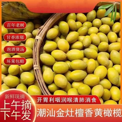 新鲜黄橄榄煮汤泡酒孕妇水果