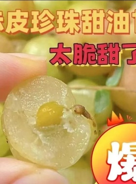 油甘果潮汕柿饼余甘果甜油甘新鲜牛甘果腌制孕妇甘子油柑水果橄榄