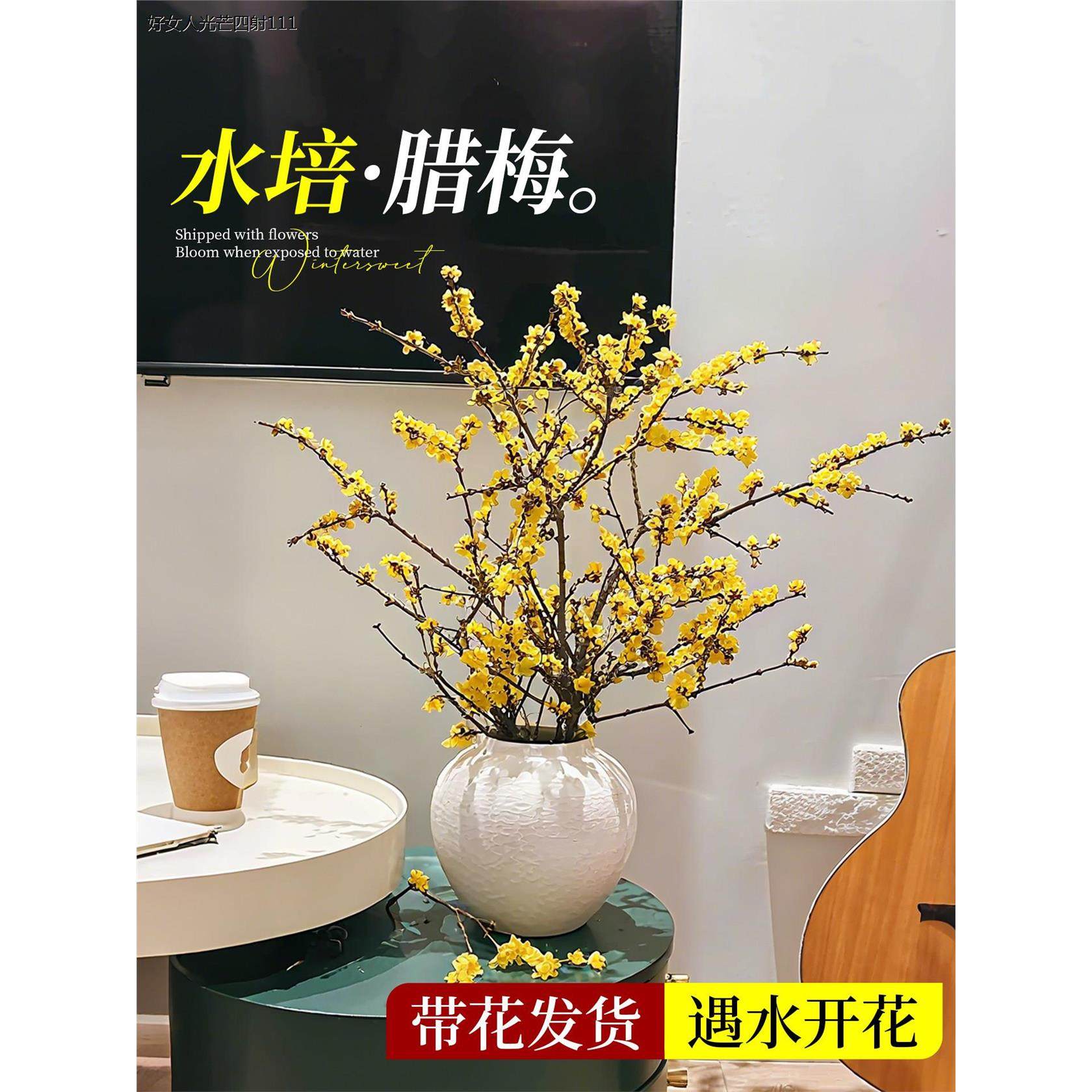 腊梅花鲜花家用插花花卉水培植物干枝花束室内客厅真花绿植花期长