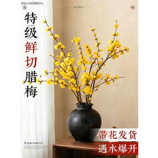 腊梅花鲜花水培植物家用插花花卉干枝花束室内客厅真花绿植花期长