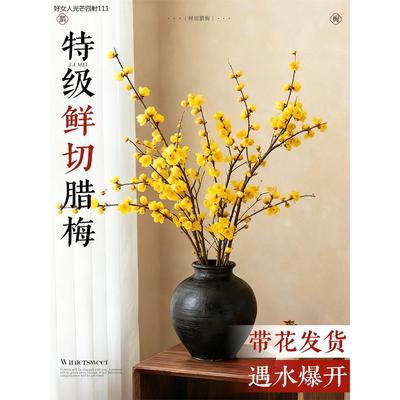 腊梅花鲜花水培植物家用