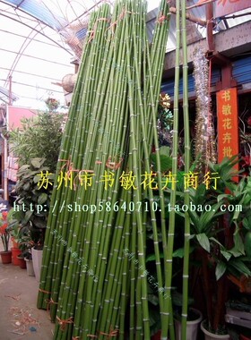 苏州天然塑料居家园林竹子
