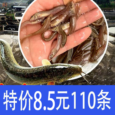 台湾泥鳅苗乌龟鱼饲料包活包损筏钓鲜活杂交泥鳅消毒包邮包活发出