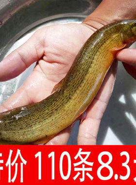 台湾小泥鳅苗包邮鲜活筏钓养殖淡水宠物饲料乌龟饲料
