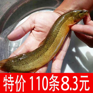 台湾小泥鳅苗包邮鲜活筏钓养殖淡水宠物饲料乌龟饲料