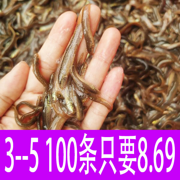 台湾泥鳅苗鲜活饵台鳅青鳅鱼观赏鱼扁鳅海钓龙鱼乌龟饲料活苗