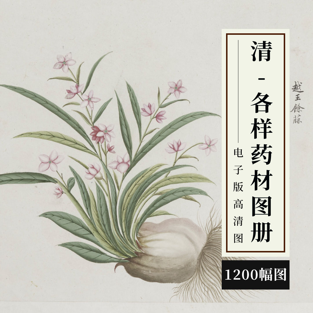 清代各样药材图册外销画水粉画水彩花卉手绘植物图谱中草药高清图-封面