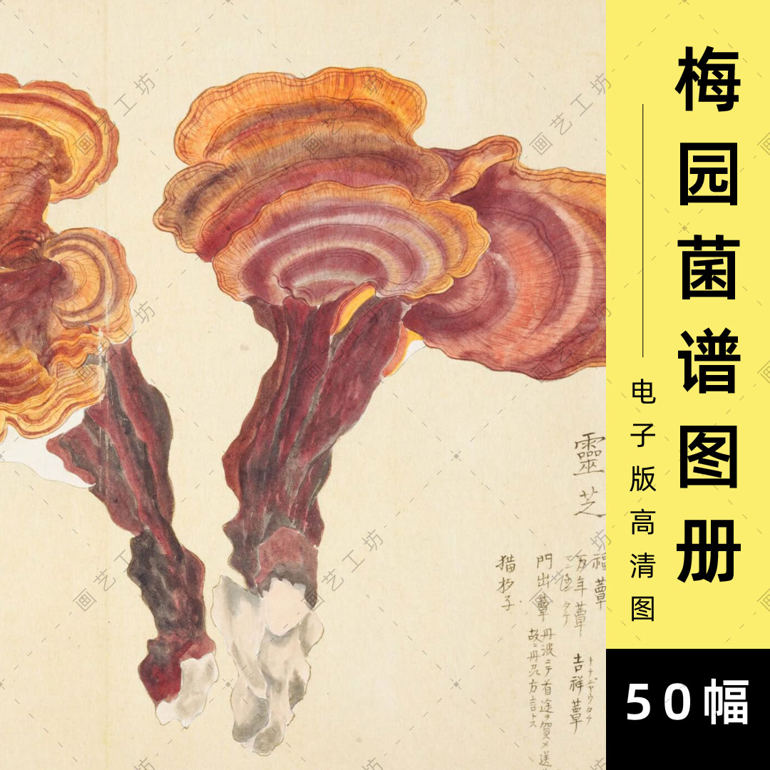 毛利梅园菌谱图册电子版菌类图谱灵芝蘑菇手绘水彩彩铅画临摹素材