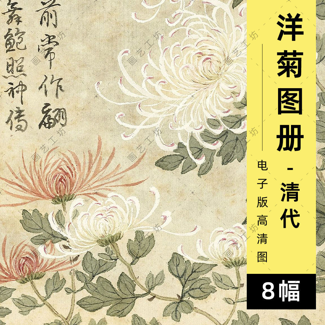 电子版洋菊图册清代关槐工笔花卉菊花绘本彩铅水彩植物画临摹高清