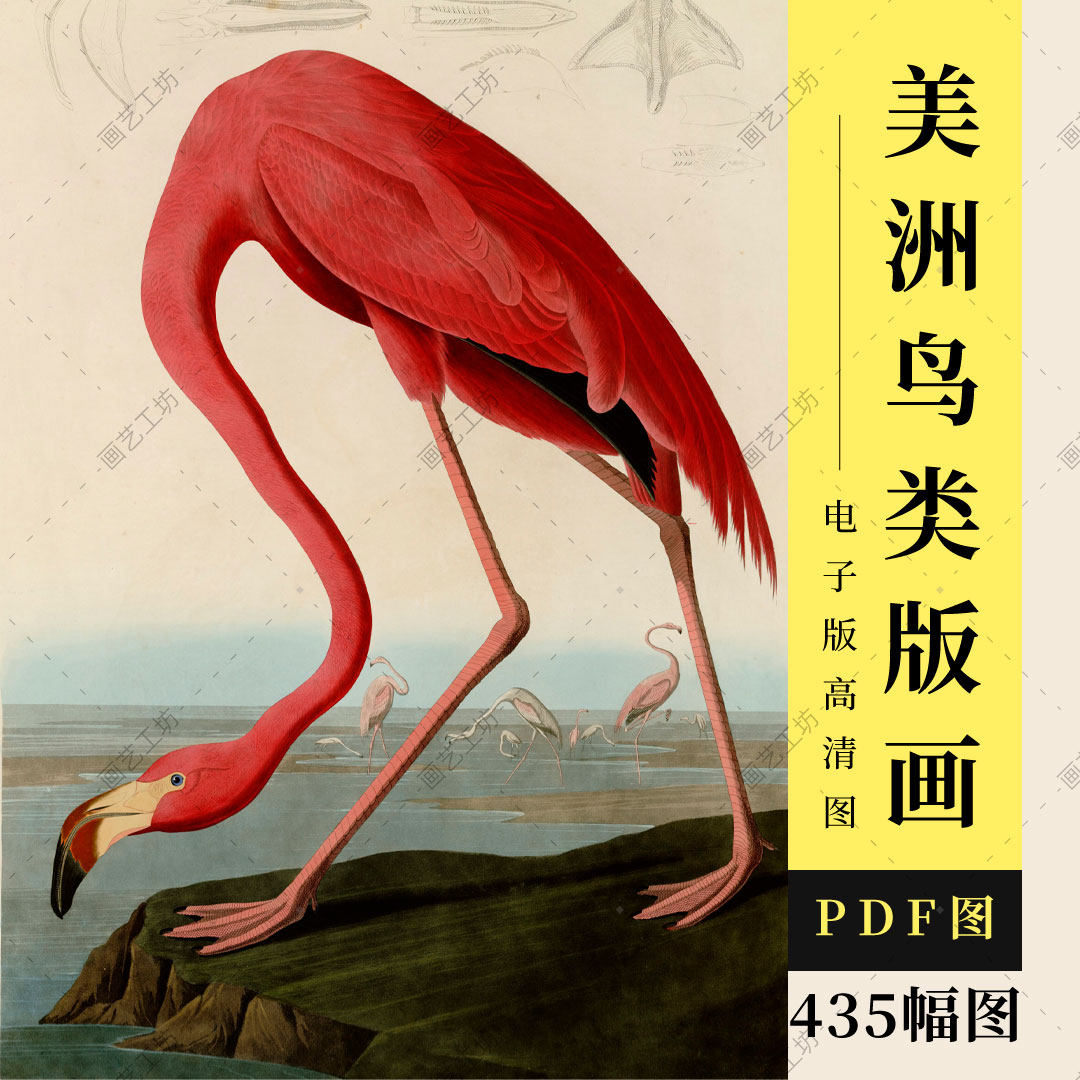 美洲鸟类版画高清图詹姆斯奥杜邦美国鸟类插画手绘水彩花鸟画临摹