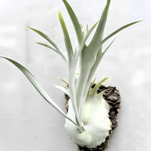 立叶银鹿鹿角蕨上板板植普银银叶立叶野银AR银鹿二岐室内网红植物