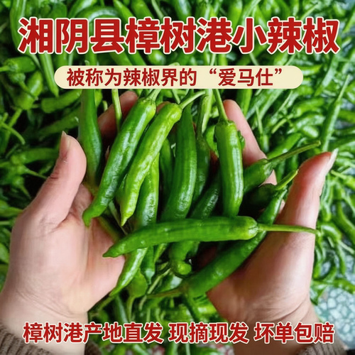 湖南正宗樟树港特产现摘新鲜辣椒