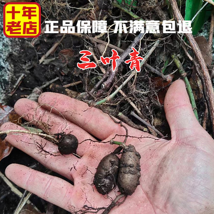 三叶青浙江雁荡山新鲜中药材正品250g金线吊葫芦采药人正宗