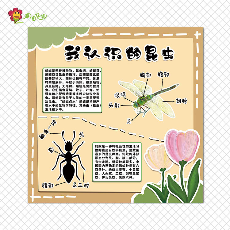 幼儿园昆虫主题墙环创夏天郁金花森系装饰蚕生长过程虫子结构贴画