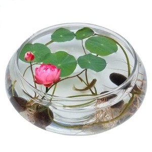水培玻璃花瓶透明碗莲荷花铜钱草盆缸养睡莲的专用花盆鱼缸植物器