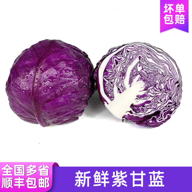 紫甘蓝 紫包菜球紫色红椰菜西餐蔬菜生菜轻食沙拉食材