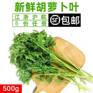 新鲜胡萝卜叶子500g 新鲜现摘萝卜叶 萝卜缨子 新鲜蔬菜胡萝卜叶