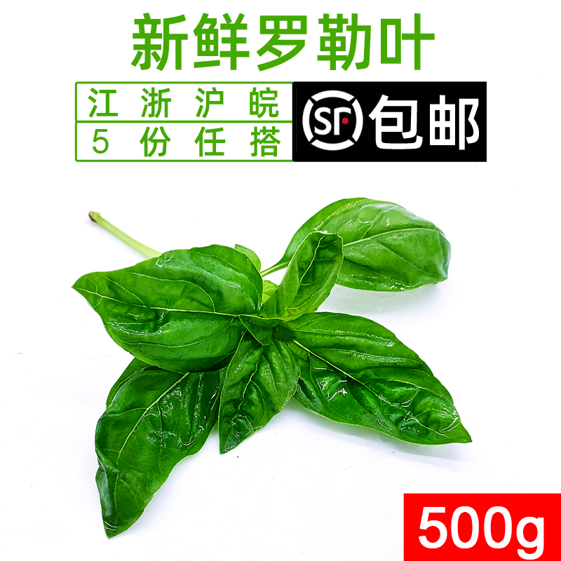 罗勒叶 新鲜蔬菜西餐可食用香料欧罗青酱调料食材 5件顺丰包邮