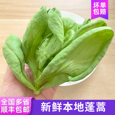 新鲜奶油生菜现摘现发