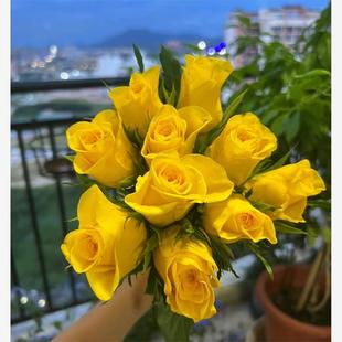 新品 契机 玫瑰大花勤花庭院阳台盆栽切花月季花苗