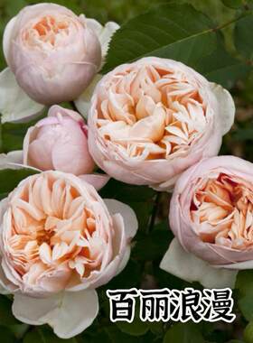 新品 百丽浪漫/浪漫丽人 月季花苗 玫昂大花灌木浓香重瓣多头勤花