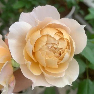 珠光宝气 夏洛特佩里安 月季扦插花苗阳台庭院盆栽植物四季开花