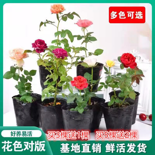 藤本欧月切花月季花苗灌
