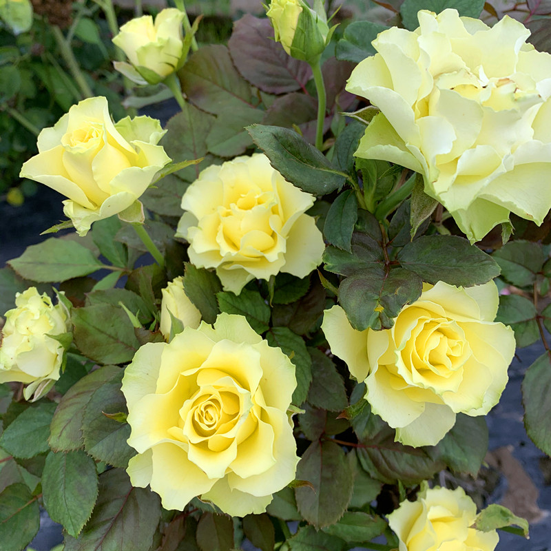 新品凌波月季花苗欧月