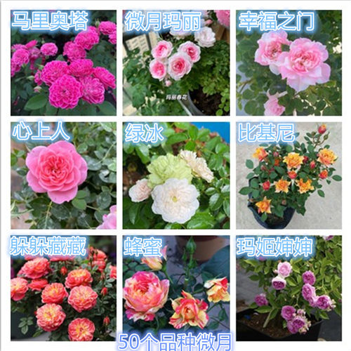 姬乙女躲藏小姑娘小画家月季花苗