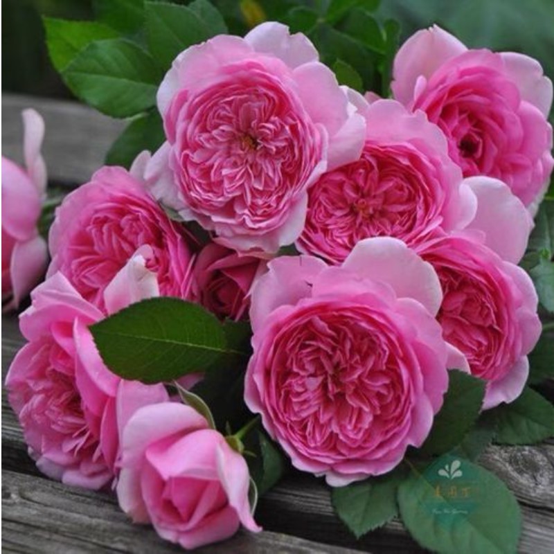 庞巴度月季花苗 切花玫瑰苗浓香 阳台四季开花 抗病 法国月季花卉