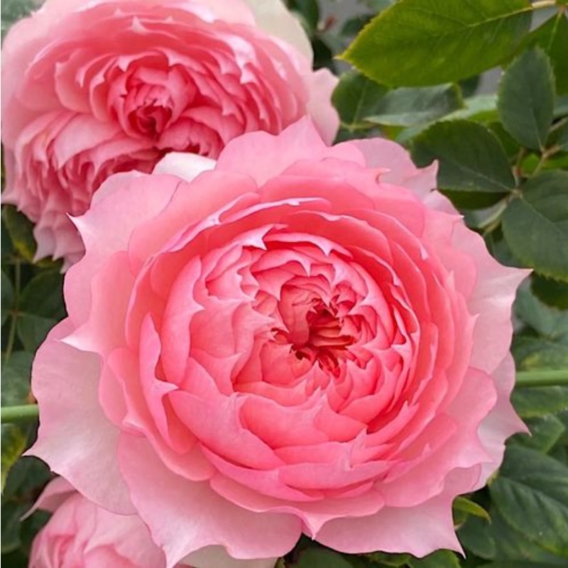 莫妮卡戴维月季扦插花苗大花勤花丰花阳台庭院盆栽四季开花