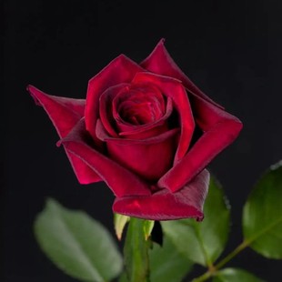 灌木 暗香 月季花苗黑巴克升级版/浓香/丰花抗病灌木玫瑰花苗盆栽