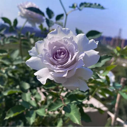加百列大天使Gabriel 灌木月季 浓香 枝条细软多季节丰花玫瑰花苗