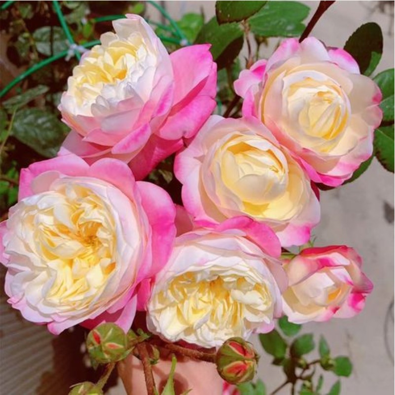 和室月季扦插花苗大花浓香紫色灌木丰花院阳台绿植花卉