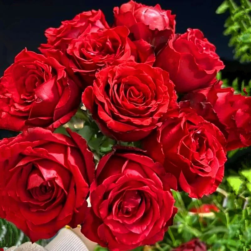 红兔/法兰西月季花苗切