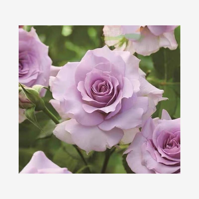 河本沙龙月季花苗粉紫