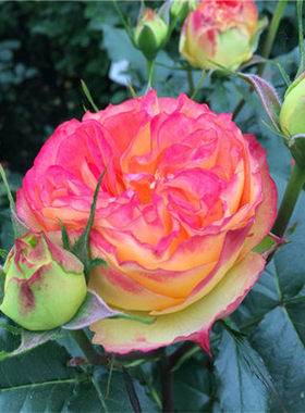 新品灌木德国稀有 橙色绒球 月季花苗切花玫瑰丰花耐热花开不断