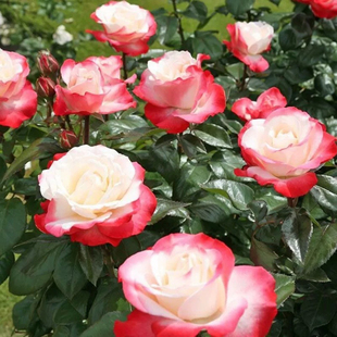 德国丹陶 思乡/乡愁 月季花苗 浓香庭院阳台盆栽花卉