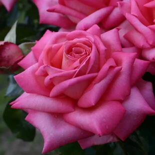 婚礼的钟声Wedding Bells 月季花苗大花灌木勤花直立月季庭院阳台