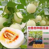 嫁接甜宝绿宝石甜瓜苗博洋九号各种嫁接香瓜苗甜瓜苗羊角蜜羊角脆