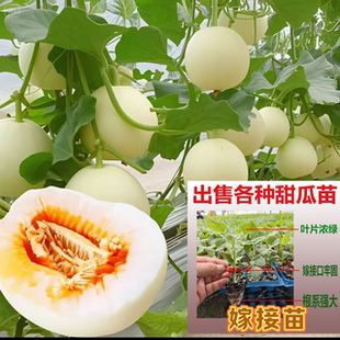 嫁接甜宝绿宝石甜瓜苗博洋九号各种嫁接香瓜苗甜瓜苗羊角蜜羊角脆
