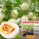 嫁接甜宝绿宝石甜瓜苗博洋九号各种嫁接香瓜苗甜瓜苗羊角蜜羊角脆