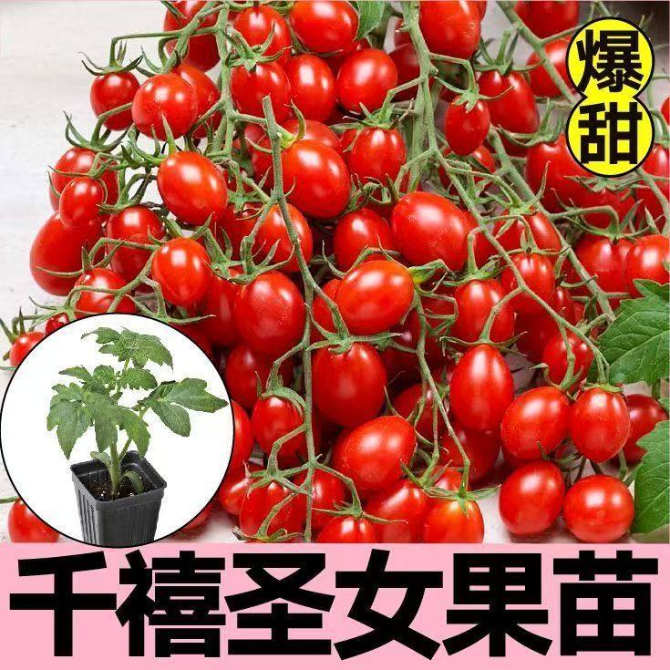千禧樱桃番茄种子四季矮生小番茄西红柿种子圣女果盆栽地栽蔬菜,农用物资,水果种子/种苗,淘宝优惠券,粉丝福利购,淘宝优惠卷