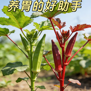 黄秋葵红秋葵蔬菜四季种苗高产羊角豆洋辣椒毛茄越南芝麻咖啡黄葵